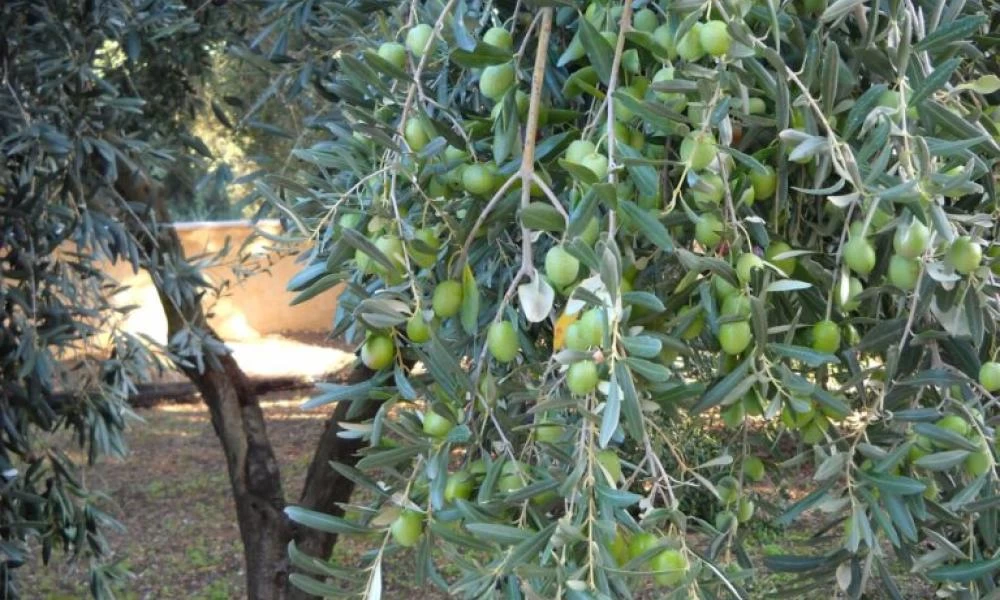 Ηράκλειο: Πήγε στο χωράφι να μαζέψει ελιές... αλλά τον είχαν προλάβει άλλοι